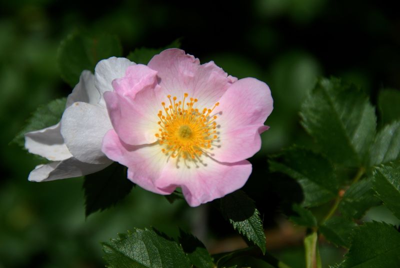 Hundsrose - Rosa canina