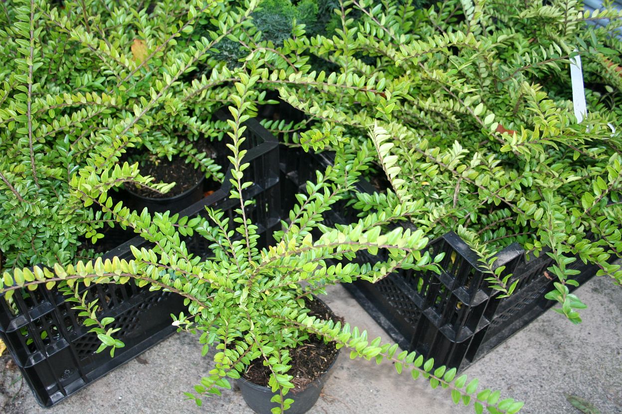 Heckenmyrte 'Maigrün' - Lonicera nitida 'Maigrün'