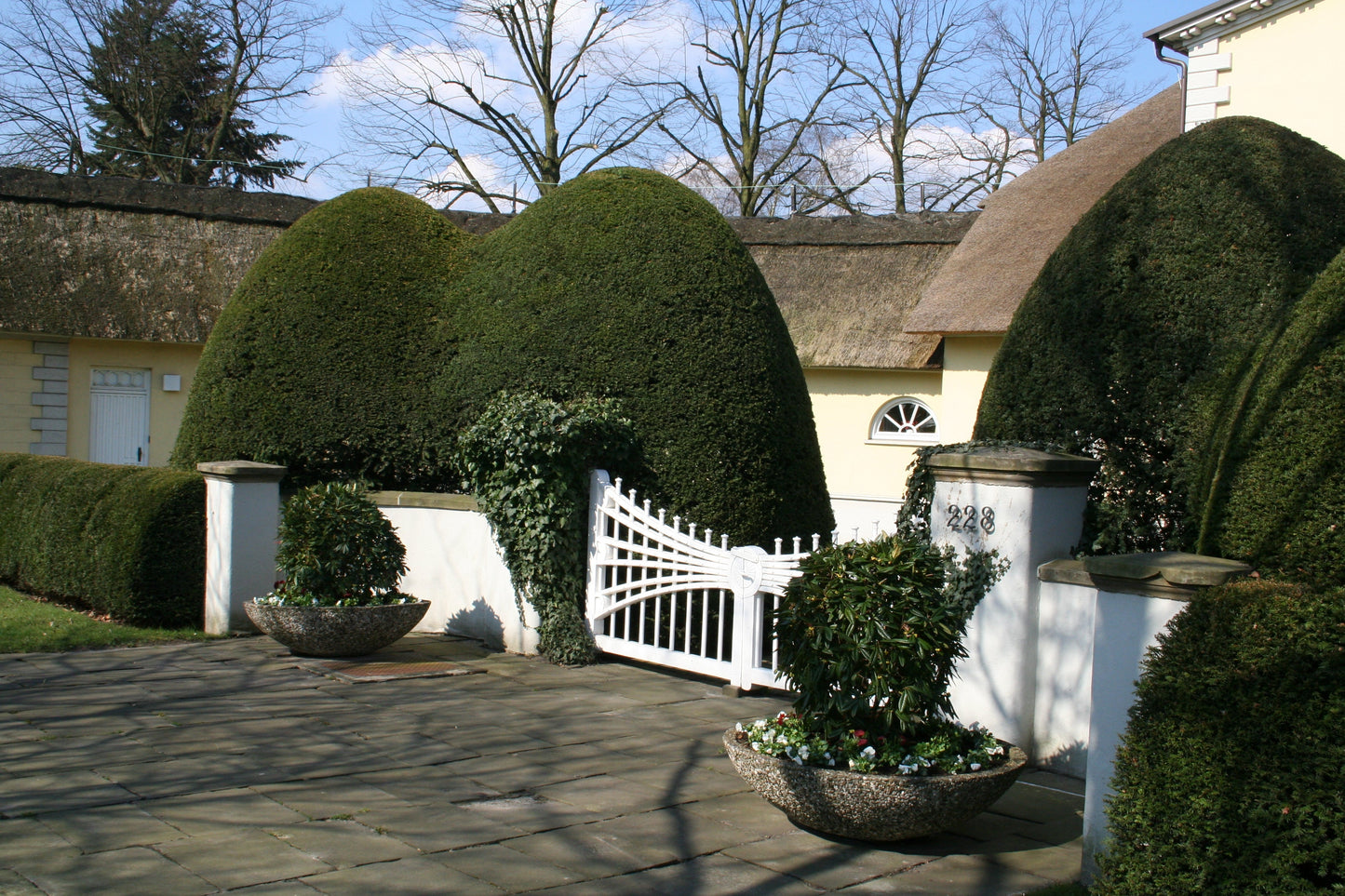 Heimische Eibe - Taxus baccata