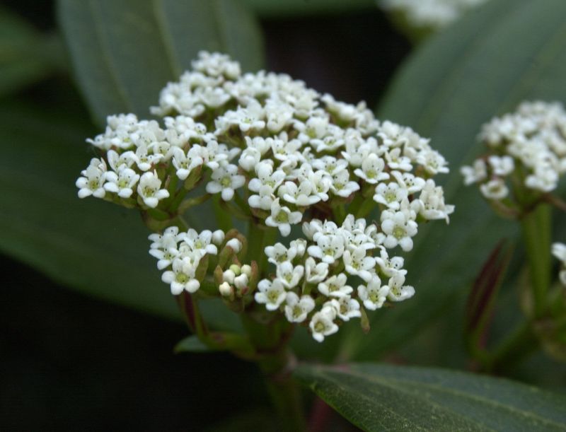 Immergr.Kissenschneeball - Viburnum davidii