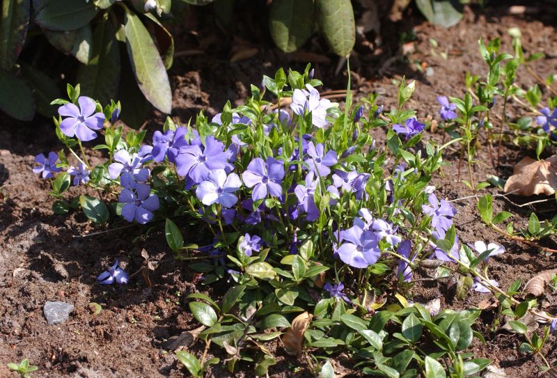 Immergrün 'Bowles' - Vinca minor 'Bowles'