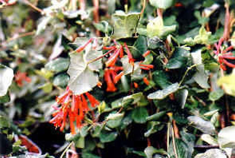 Immergrüne Geißschlinge - Lonicera henryi