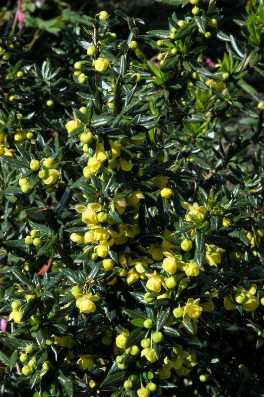 Immergrüne Kissenberberitze 'Jytte' - Berberis candidula 'Jytte'