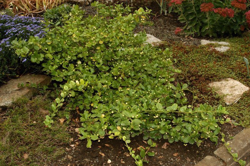 Immergrüne Kriechspindel - Euonymus fortunei radicans