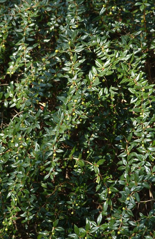 Immergrüne Kugelberberitze 'Amstelveen' - Berberis frikartii 'Amstelveen'