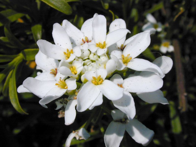 Immergrüne Schleifenblume - Iberis sempervirens