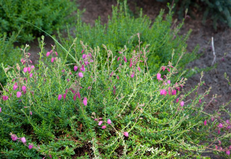 Irische Heide 'Cupido' - Daboecia cantabrica 'Cupido'
