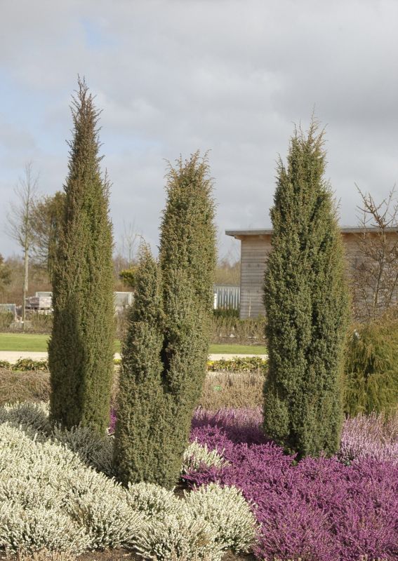 Irischer Säulenwacholder - Juniperus com.'Hibernica'