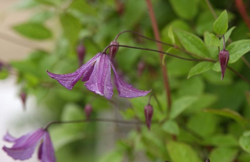 Italienische Waldrebe - Clematis viticella