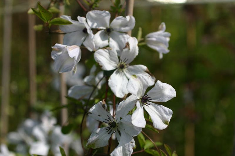 Italienische Waldrebe 'Alba Luxurians' - Clematis viticella 'Alba Luxurians'