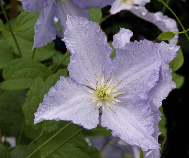 Italienische Waldrebe 'Blue Angel' - Clematis viticella 'Blue Angel'