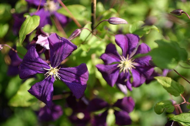 Italienische Waldrebe 'Blue Belle' - Clematis viticella 'Blue Belle'