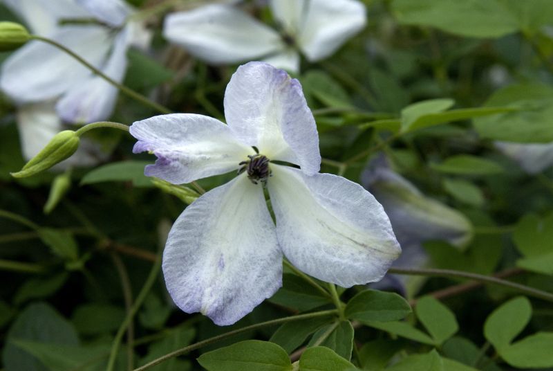 Italienische Waldrebe 'Caerulea Luxurians' - Clematis viticella 'Caerulea Luxurians'