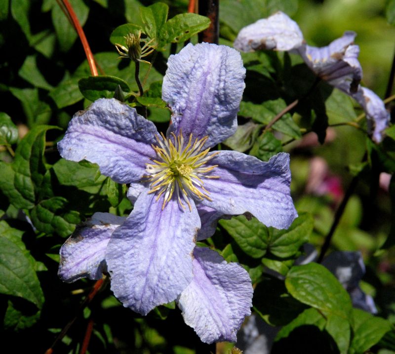 Italienische Waldrebe 'Emilia Plater' - Clematis viticella 'Emilia Plater'