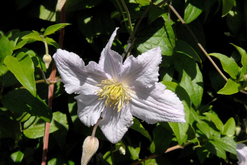 Italienische Waldrebe 'Entel' - Clematis viticella 'Entel'