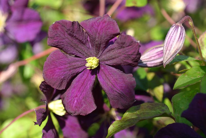 Italienische Waldrebe 'Etoile Violette' - Clematis viticella 'Etoile Violette'