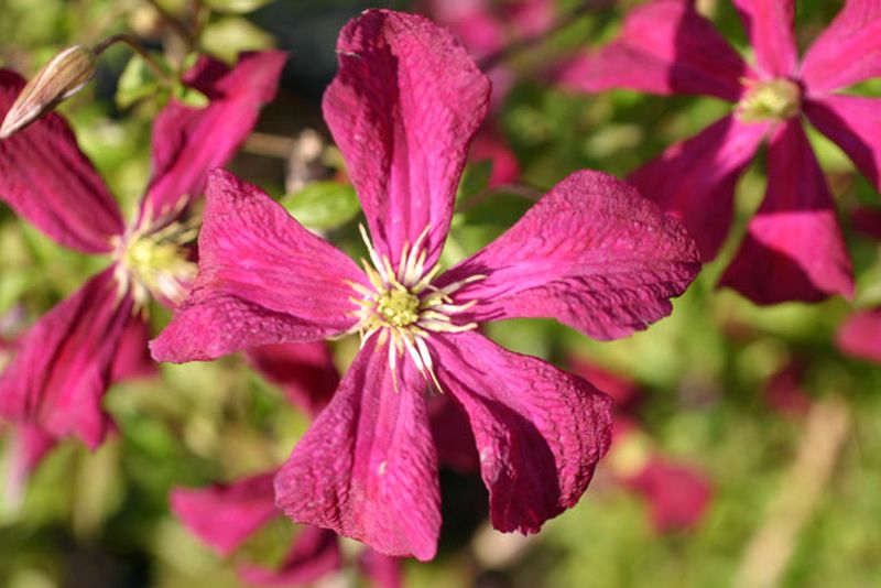 Italienische Waldrebe 'Mad.Julia Correvon' - Clematis viticella 'Mad.Julia Correvon'