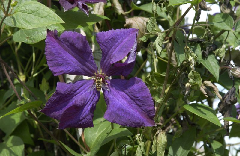 Italienische Waldrebe 'Polish Spirit' - Clematis viticella 'Polish Spirit'