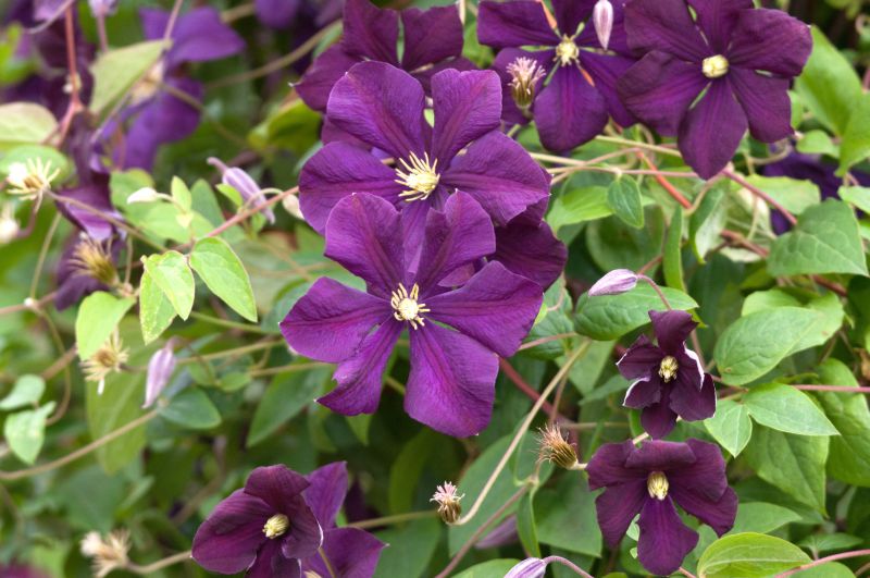 Italienische Waldrebe 'Rubra' - Clematis viticella 'Rubra'