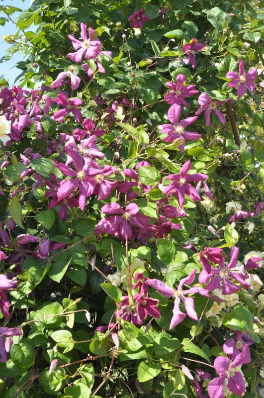 Italienische Waldrebe 'Södertelje' - Clematis viticella 'Södertelje'