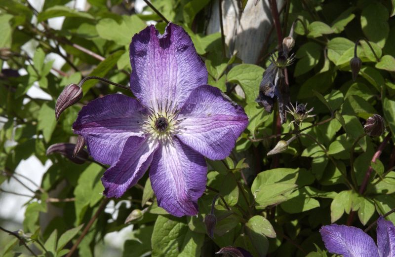 Italienische Waldrebe 'Venosa Violacea' - Clematis viticella 'Venosa Violacea'