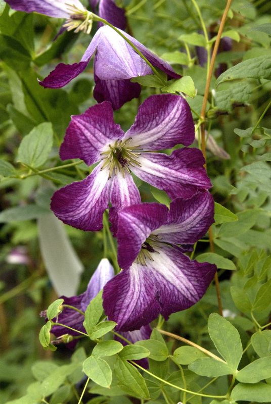 Italienische Waldrebe 'Walenburg' - Clematis viticella 'Walenburg'