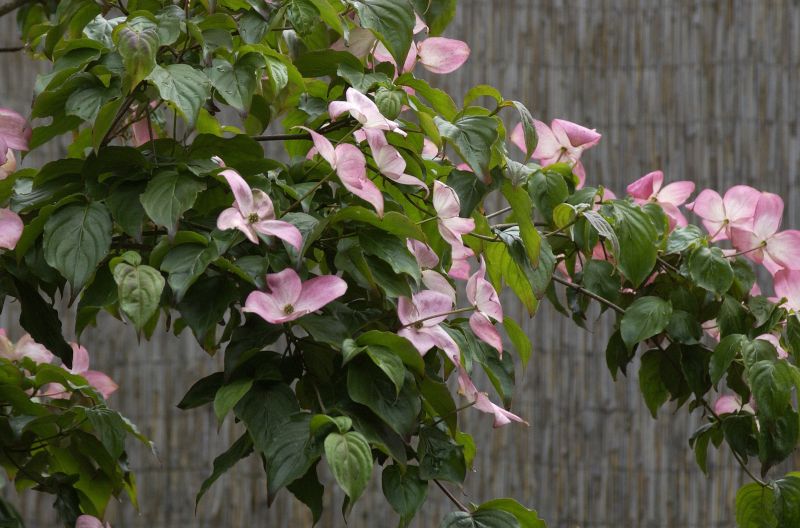 Jap.Blumen-Hartriegel 'Satomi' - Cornus kousa 'Satomi'