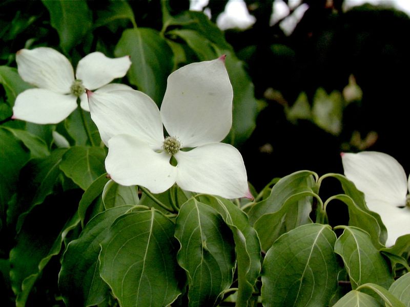 Jap.Blumen-Hartriegel 'Schmetterling' - Cornus kousa chinensis 'Schmetterling'