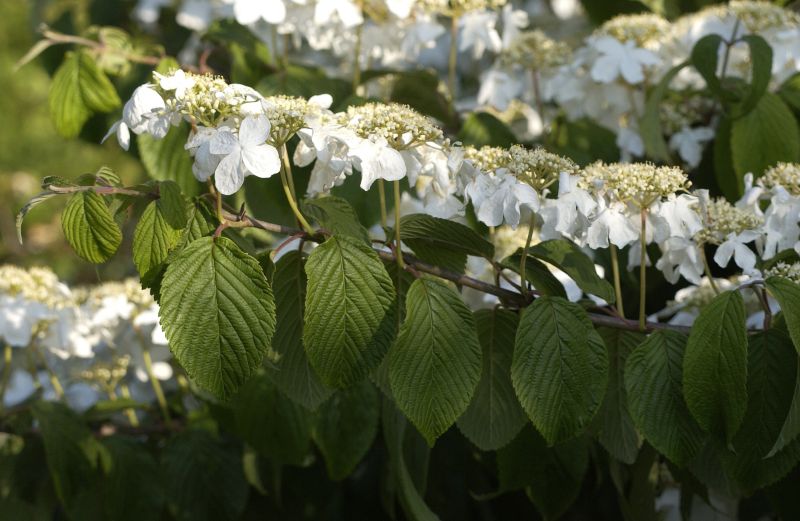 Jap.Schneeball 'Mariesii' - Viburnum plicatum 'Mariesii'