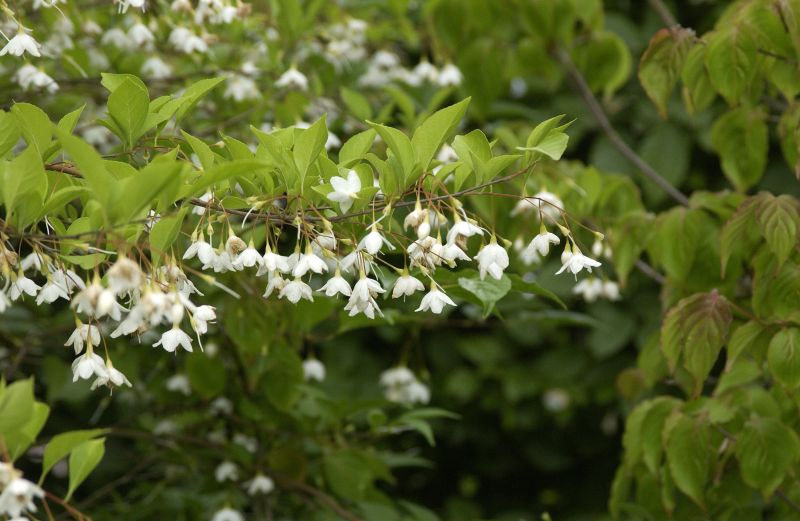 Jap.Storaxbaum - Styrax japonicus