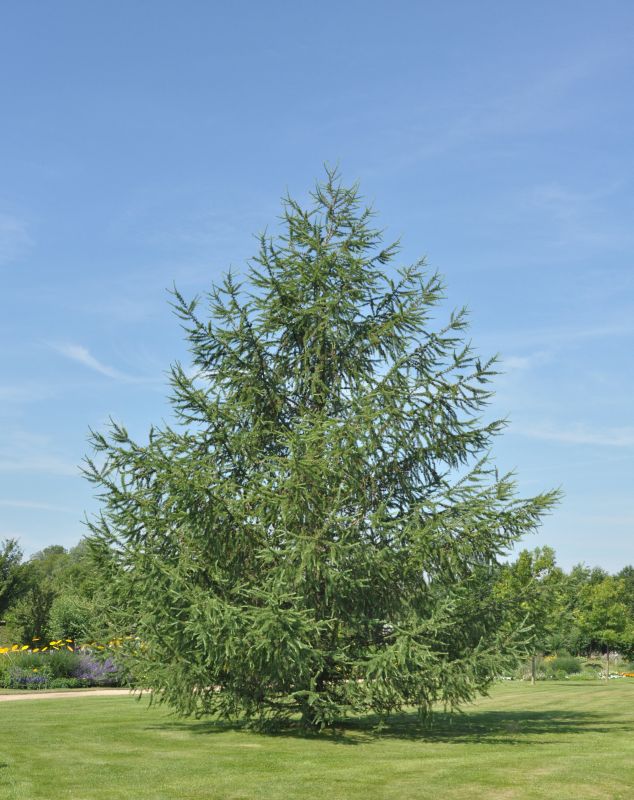 Japan.Lärche - Larix kaempferi