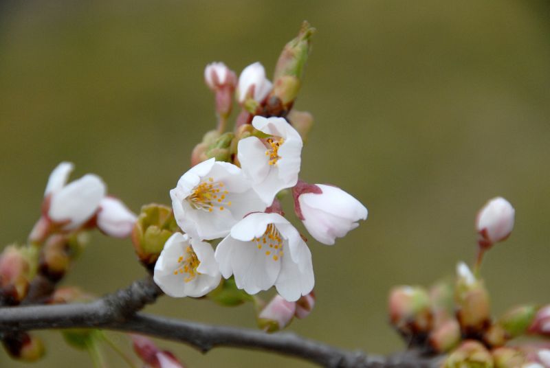 Japan.Maienkirsche - Prunus yedoensis CAC