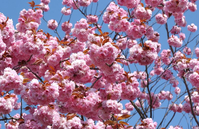 Japan.Nelkenkirsche 'Kanzan' - Prunus serrulata Kanzan