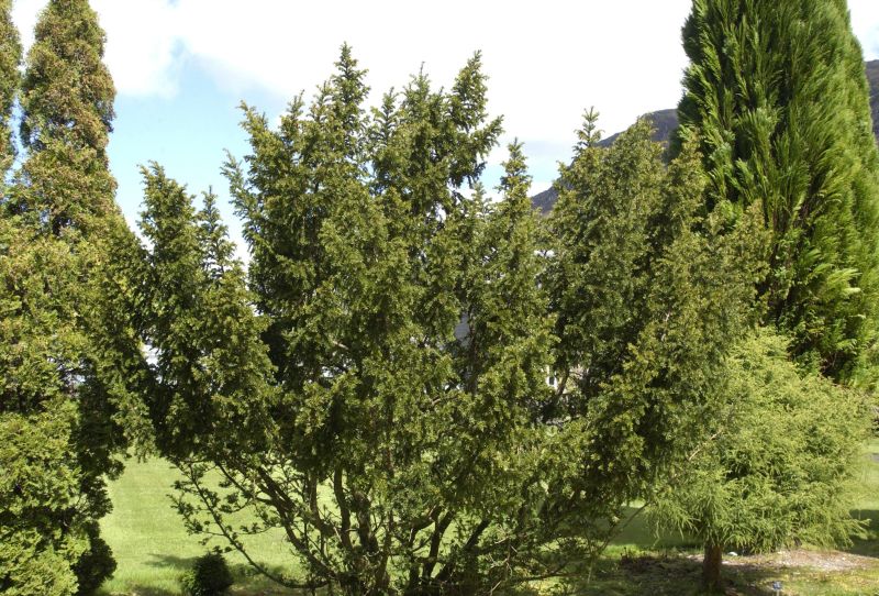 Japan.Zwergeibe - Taxus cuspidata 'Nana'