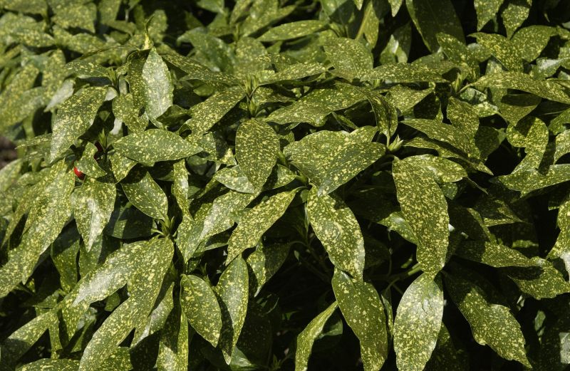 Japanische Aucube - Aucuba japonica 'Variegata'
