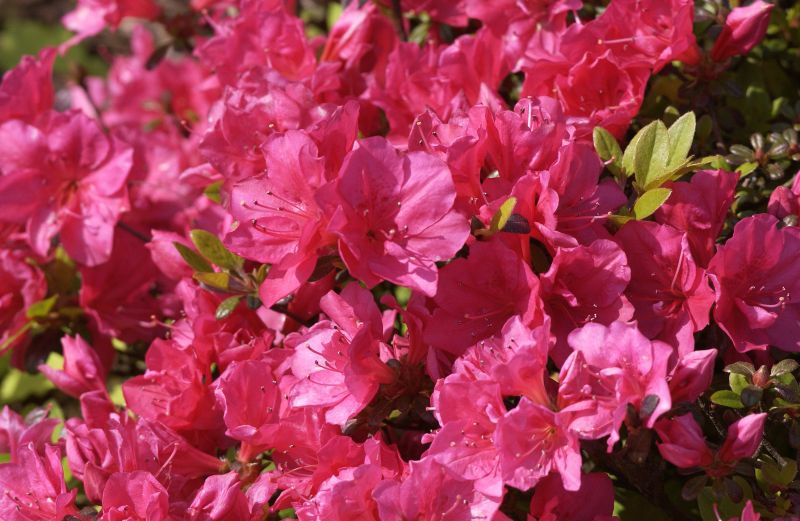 Japanische Azalee 'Canzonetta' - Rhododendron obt.'Canzonetta'