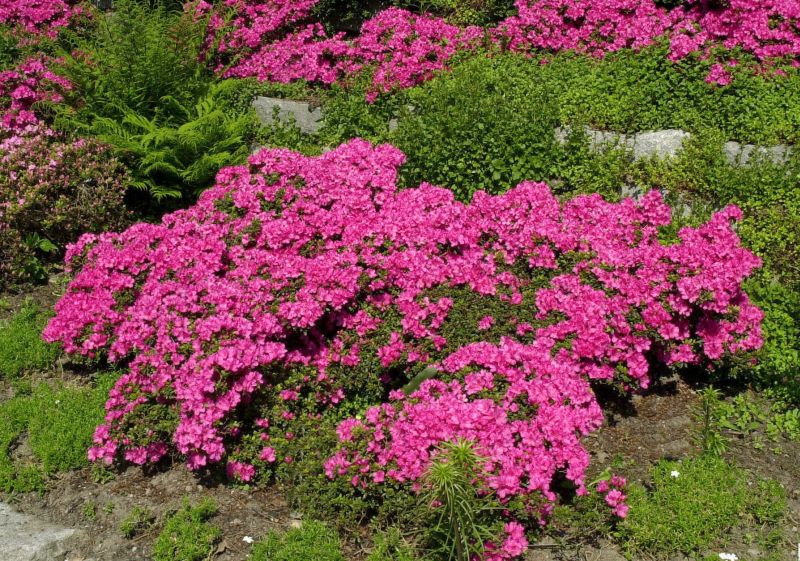 Japanische Azalee 'Diamant Rot' ® - Rhododendron obt.'Diamant Rot' ®