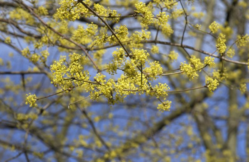 Japanische Kornelkirsche - Cornus officinalis