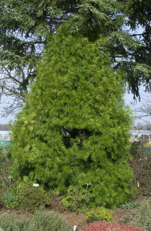 Japanische Schirmtanne - Sciadopitys verticillata