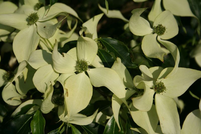 Japanischer Blumen-Hartriegel - Cornus kousa