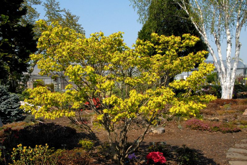 Japanischer Goldahorn 'Aureum' - Acer shirasawanum 'Aureum'