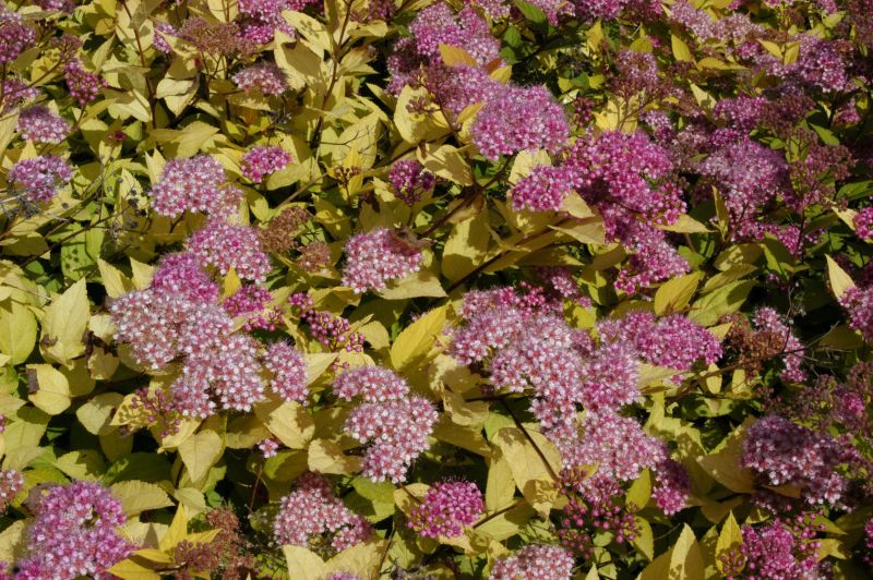 Japanspiere 'Golden Princess' - Spiraea japonica 'Golden Princess'