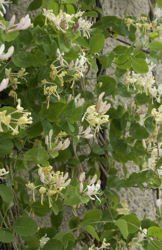 Jelängerjelieber - Lonicera caprifolium