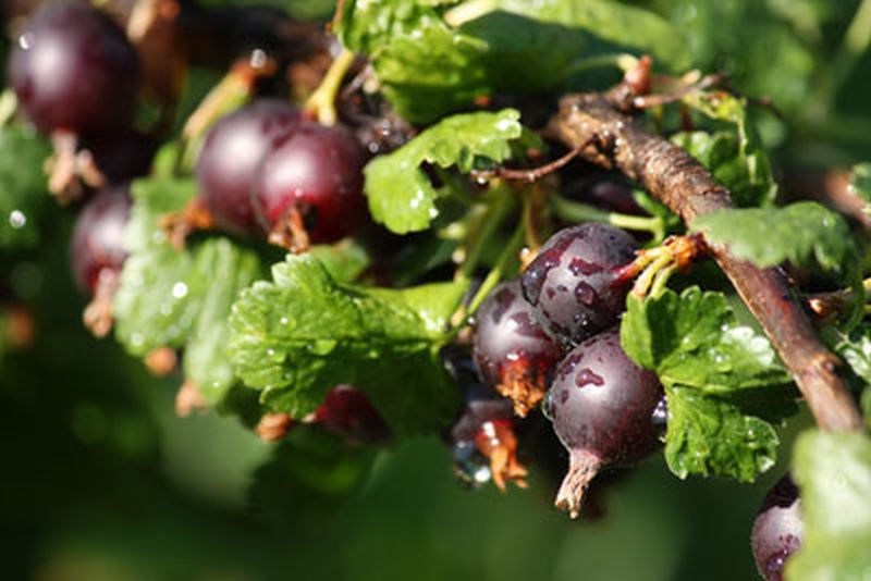 Johannisbeere 'Ben Sarek' - Ribes nigrum 'Ben Sarek' CAC