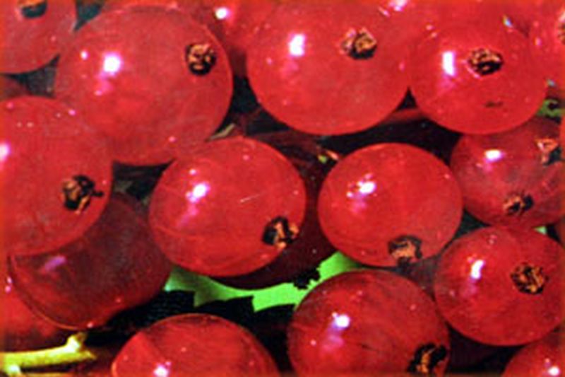 Johannisbeere 'Jonkheer van Tets' früh - Ribes rubrum 'Jonkheer van Tets' CAC