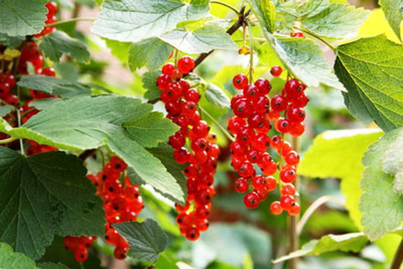 Johannisbeere 'Rolan' mittel - Ribes rubrum 'Rolan' CAC