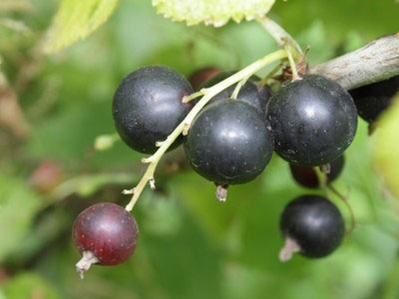Johannisbeere 'Rosenthals Langtraubige' - Ribes nigrum 'Rosenthals Langtraubige' CAC