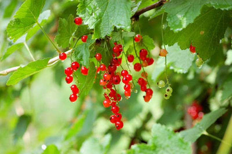 Johannisbeere 'Rosetta' mittel - Ribes rubrum 'Rosetta' CAC