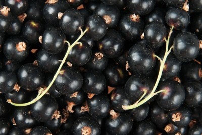 Johannisbeere 'Titania' -S- - Ribes nigrum 'Titania' -S- CAC