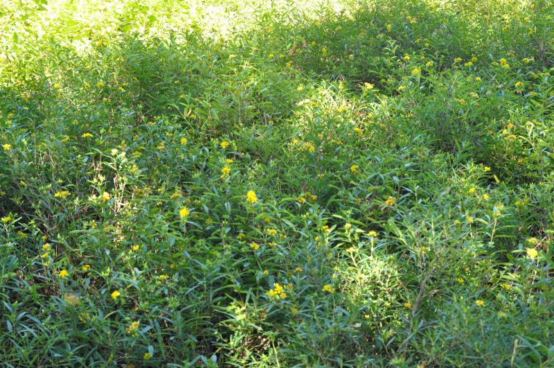 Johanniskraut 'Gemo' - Hypericum kalmianum 'Gemo'